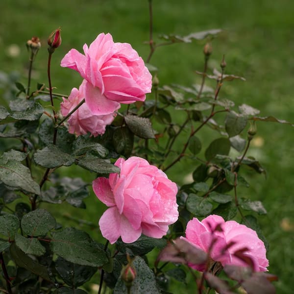 national PLANT NETWORK Bareroot Beverly Eleganza Rose Plant with