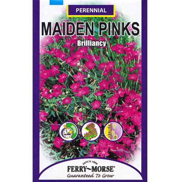 Ferry-Morse Brilliancy Maiden Pinks Seed