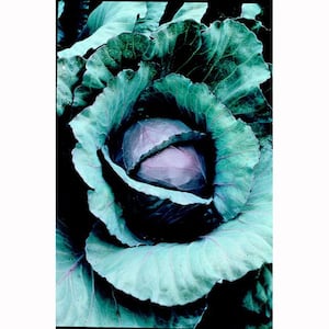 6PK Cabbage - Red