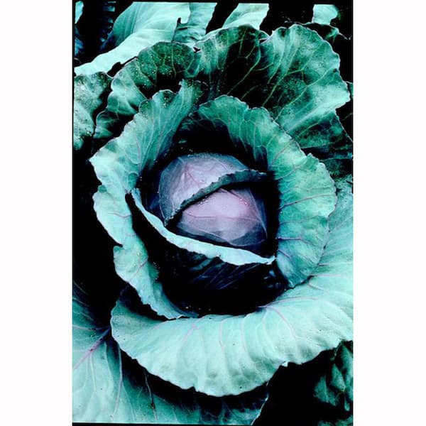 Bonnie Plants 6PK Cabbage - Red