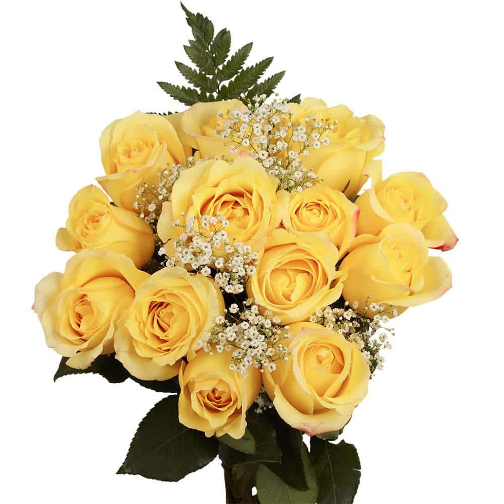 GlobalRose 1 Dozen Ivory Roses - Cheerfully Attractive! : Grocery & Gourmet  Food 