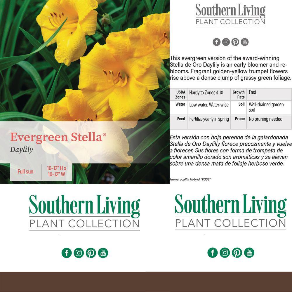 1 Gallon Yellow Evergreen Stella Daylily Plant