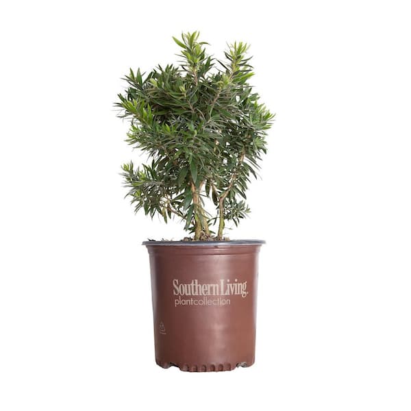 2 Gal. Light Show Bottlebrush Dwarf Plant with Red Flowers