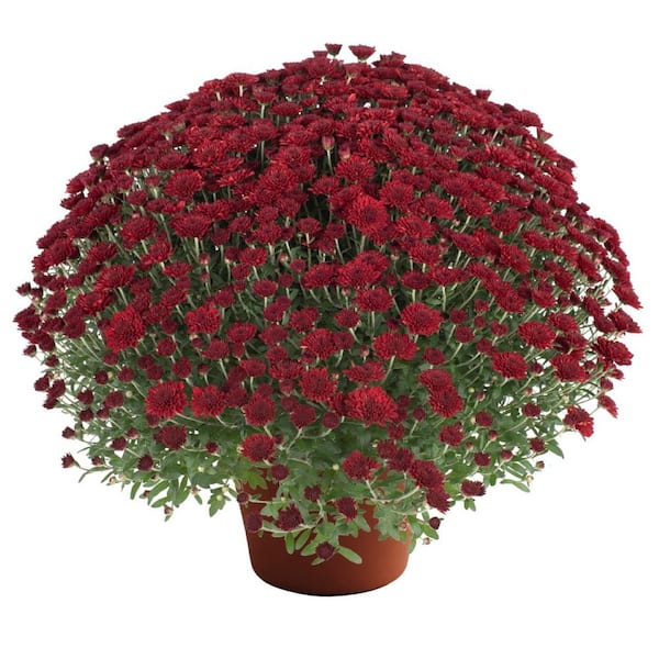 Pure Beauty Farms 8 in. Mum Plant Red Flowers in Grower's Pot