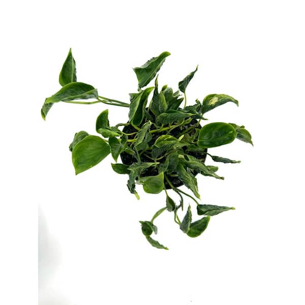 HAMPSHIRE FARMS 6 in. Pothos Shangri La Plant in Grower Pot