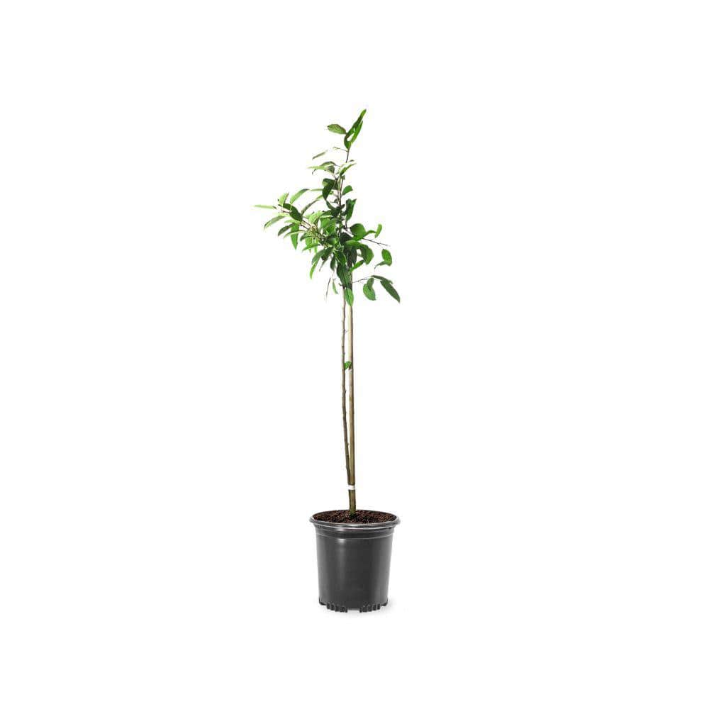 1 gal. Floribunda Crabapple Tree