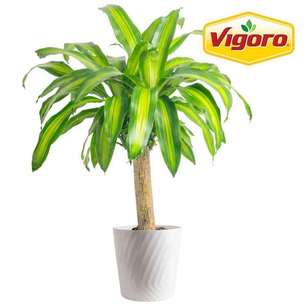 Mass Cane Plant in 10in. White Decor Pot, Avg. Shipping Height 2-3 ft. Tall