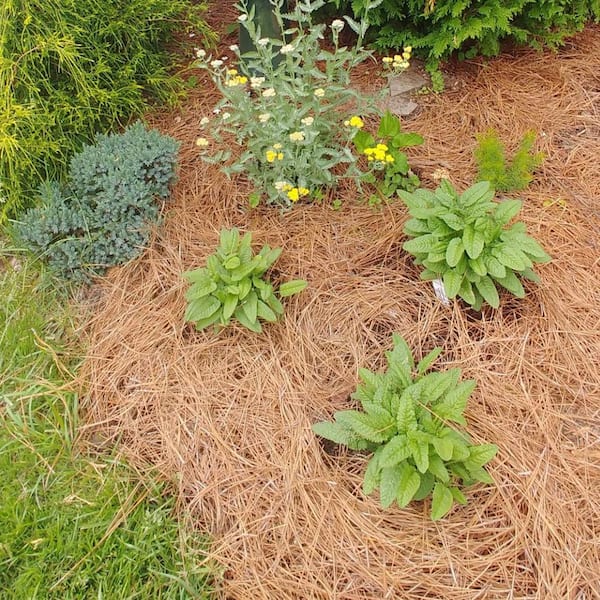 Pine needles spread as natural mulch around garden plants