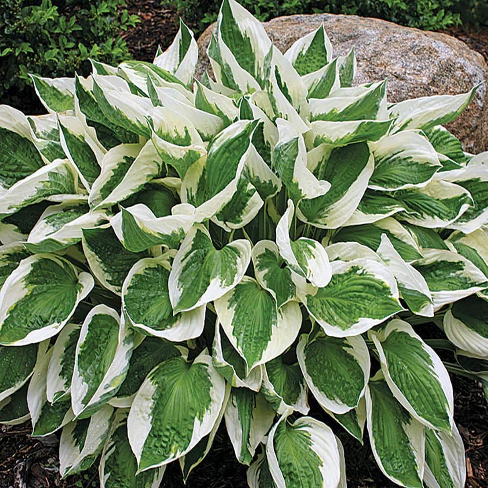 METROLINA GREENHOUSES 2.5 Qt. Minuteman Variegated Hosta Plant 2751 - The  Home Depot