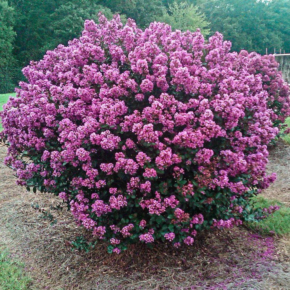 Image of Lavender myrtle bush in a pot