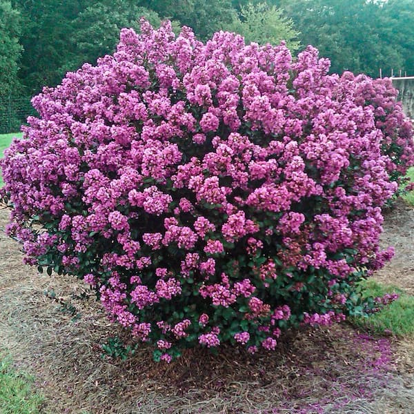 Spring Hill Nurseries Enduring Summer Lavender Crape Myrtle (Lagerstroemia), Dormant Bare Root Deciduous Flowering Shrub (1-Pack)