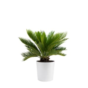 Sago Palm Indoor Plant in 10 in. Decor Planter, Avg. Shipping Height 2-3 ft. Tall