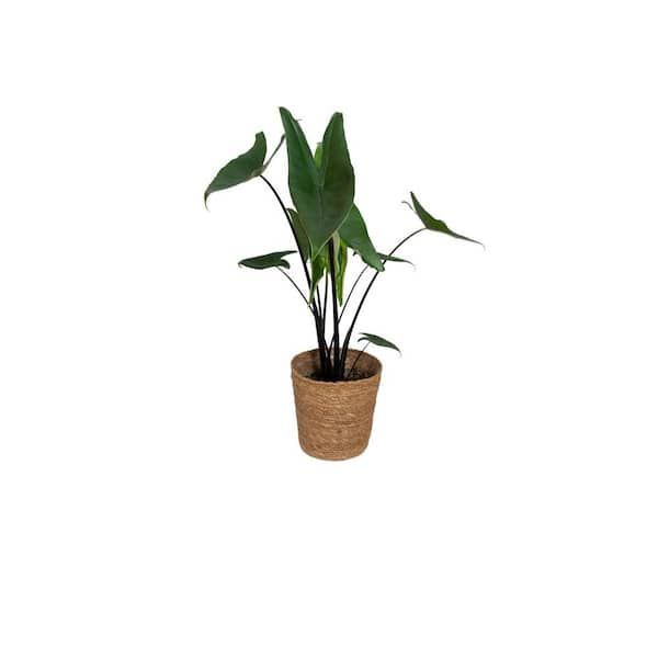 Mythic Alocasia Blackout Indoor Plant in 7 in. Wicker Jute Basket