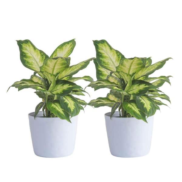 Vigoro Dieffenbachia Indoor Plant in 6 in. White Ribbed Plastic Decor Planter, Avg. Shipping Height 1-2 ft. Tall (2-Pack)