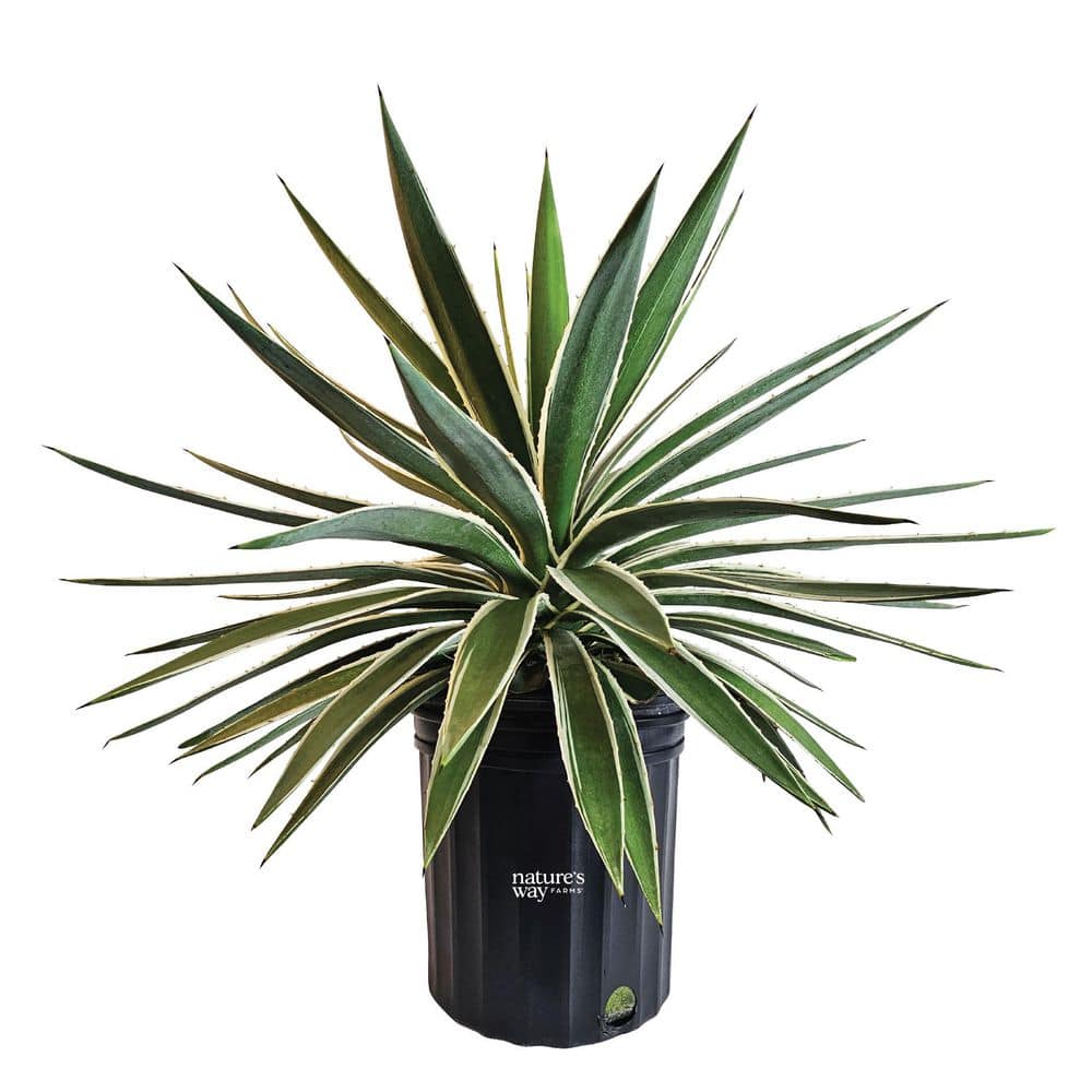1.72 Gal. Caribbean Variegated Agave Succulent Plant (1-Pack) price history on PriceWatchPro