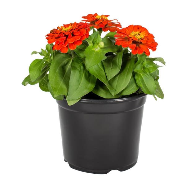 METROLINA GREENHOUSES 3 Qt. Zinnia Annual Plant