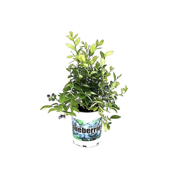 2.5 Qt. Blue Jay Blueberry Live Plant with Sweet, Large Berries