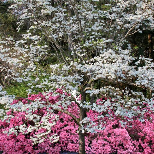 7 Gal. Super Princess Dogwood Flowering Deciduous Tree with White Flowers