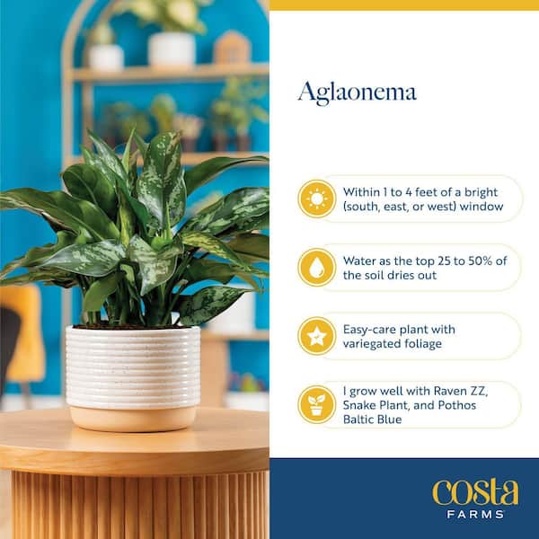 brazillian philodendron Philodendron scandens 'Brasil' | Plants