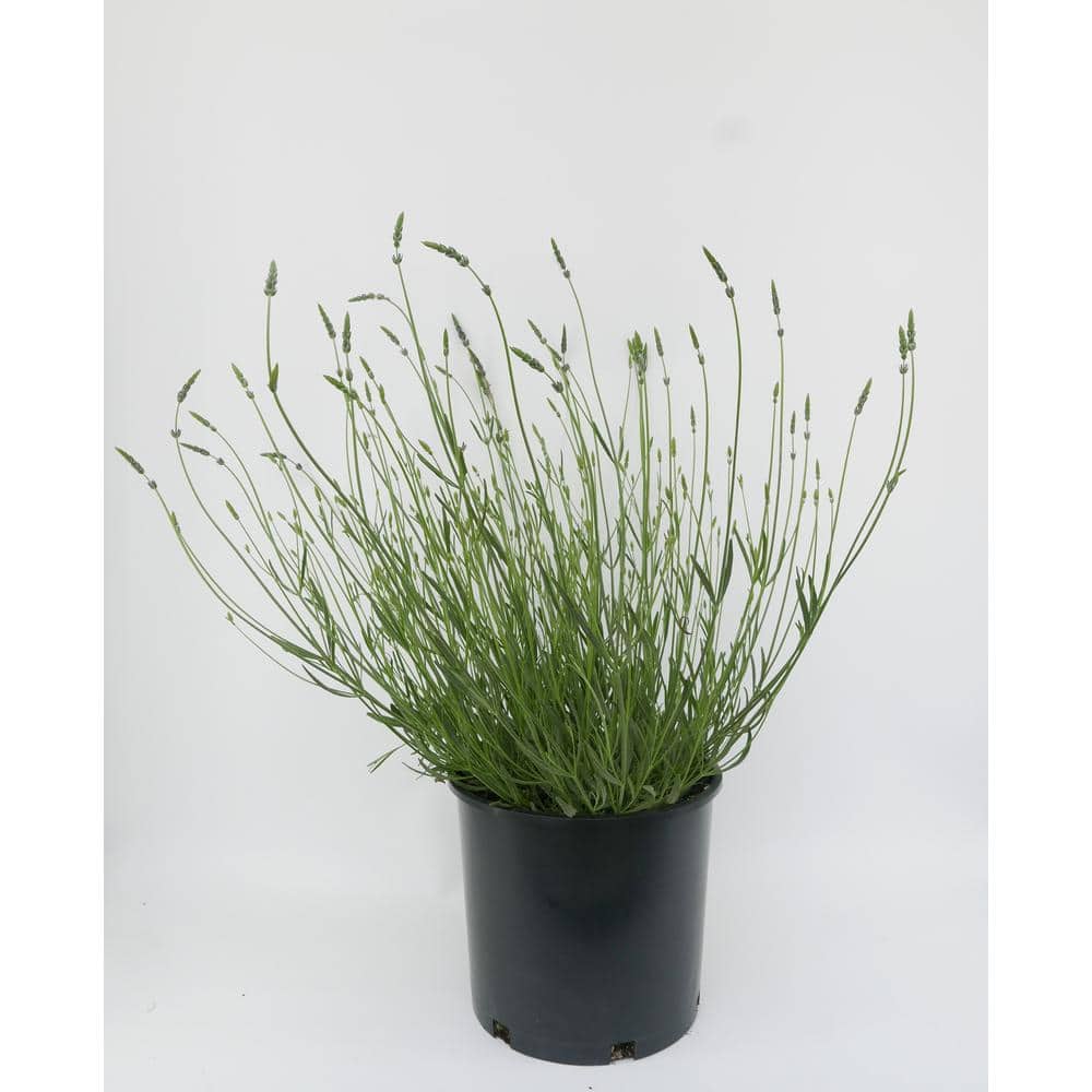Perennial Lavender x Phenomenal 2.5 Qt.