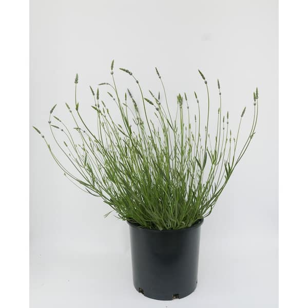 Unbranded Perennial Lavender x Phenomenal 2.5 Qt. 2-Pack