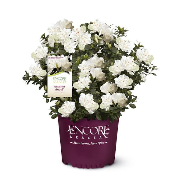 ENCORE AZALEA 3 Gal. Autumn Angel Azalea Shrub with White Flowers