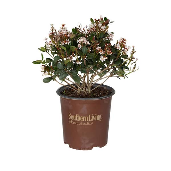 SOUTHERN LIVING 2 Gal. Spring Sonata Indian Hawthorn, Live Evergreen Shrub, White Flower Clusters