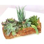 14" Hand Carved Reclaimed Wood Centerpiece with Assorted Live Succulents - Charleston