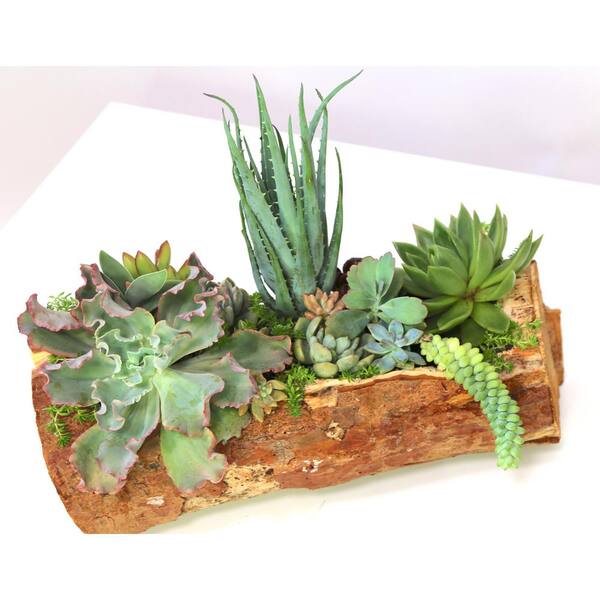 Unbranded 14" Hand Carved Reclaimed Wood Centerpiece with Assorted Live Succulents - Charleston