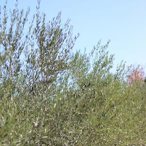 5 Gal. Fruiltess Olive Evergreen Ornamental Tree