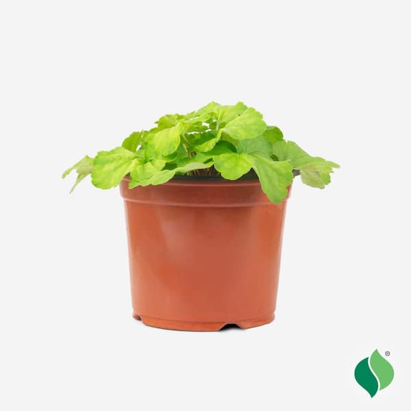 1 Gal. Delta Dawn Coral Bells (Heuchera), Live Perennial Plant, Brick-Red Foliage