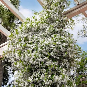 2.5 in. Star Jasmine Trachelospermum Perennial Plant with White Flowers (3-Pack)