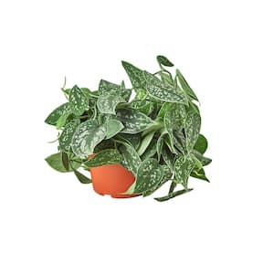 Pothos Satin Scindapsus Pictus Plant in 6 in. Grower Pot