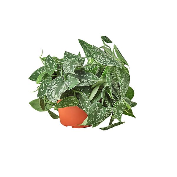 PPC INTERNATIONAL LLC Pothos Satin Scindapsus Pictus Plant in 6 in. Grower Pot