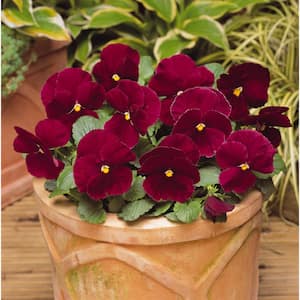 6 in. Red Pansy Live Annual Plant (2-Pack)