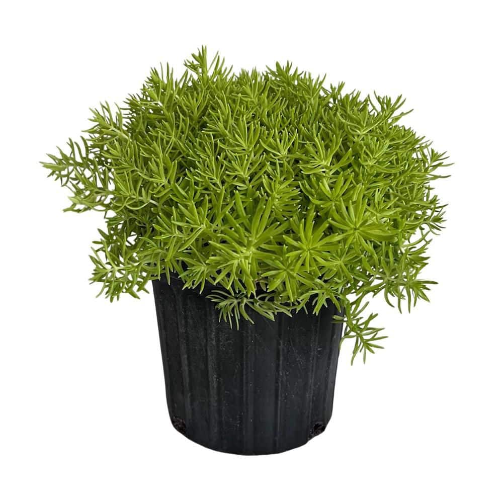 1 gal. Lemon Ball Sedum (Sedum) Perennial Plant Yellow Flowers price history on PriceWatchPro