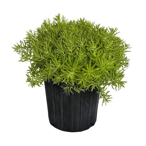 1 gal. Lemon Ball Sedum (Sedum) Perennial Plant Yellow Flowers