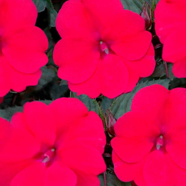 PROVEN WINNERS SunPatiens Compact Deep Rose (Impatiens) Live Plant, Dark Pink Flowers, 4.25 in. Grande