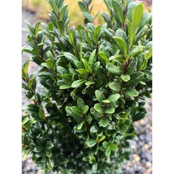 2.5 qt. Sky Pencil Japanese Holly (Ilex) Evergreen Live