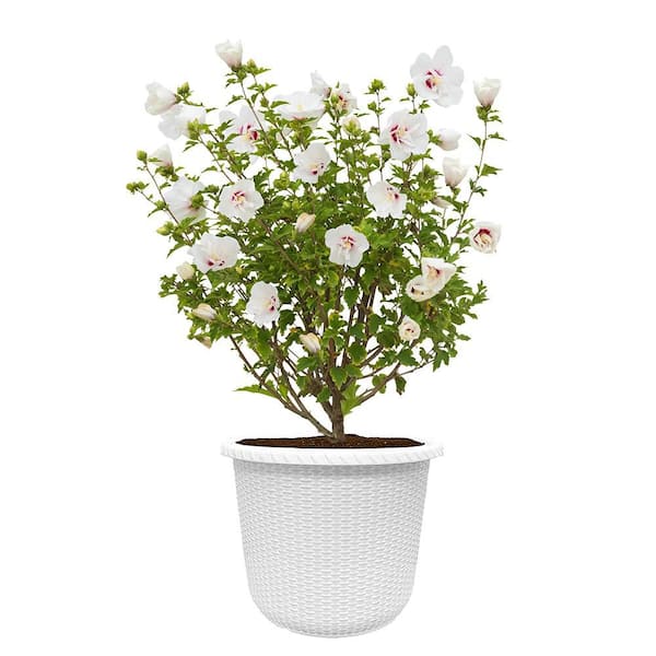 First Editions Hibiscus Bali Shrub - Thumbnail 5