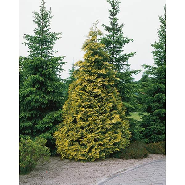 BELL NURSERY 3 Gal. Amber Gold Arborvitae (Thuja) Live Evergreen Shrub  THUJA3JAN1PK - The Home Depot