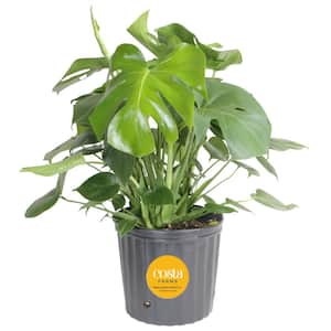 Monstera Deliciosa Indoor Plant in 10 in. Grower Planter, Avg. Shipping Height 2-3 ft. Tall