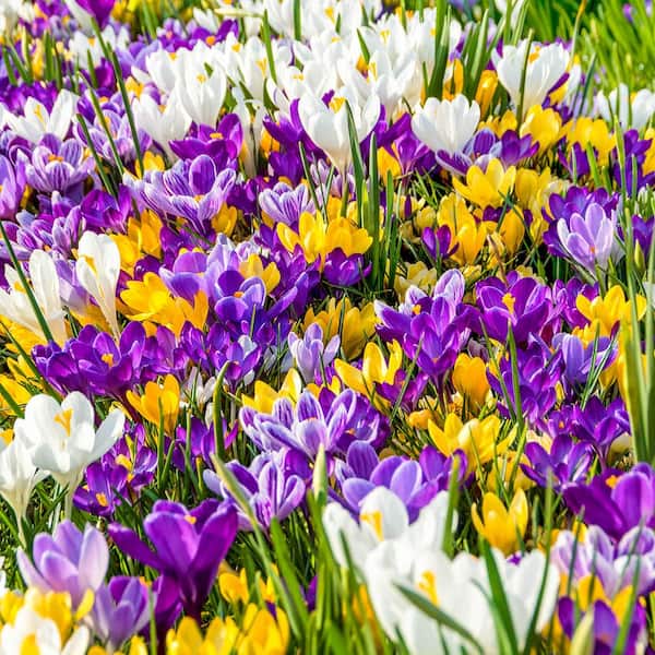 Van Bourgondien Multi-Colored Giant Crocus Bulbs Mixture (100-Pack)