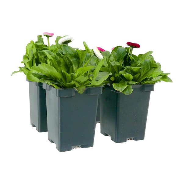 Unbranded Perennial Bellis Mix 1.0 qt. (4-Pack)
