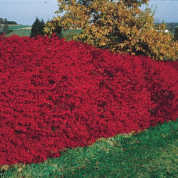 Burning Bush (Euonymus) Hedge Kit, Live Bareroot Shrubs, Green Foliage Turns Red in Fall, 2 ft. to 3 ft. Tall (3-Pack)