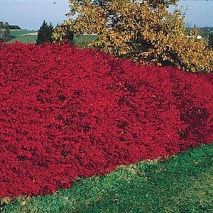 Burning Bush (Euonymus), Live Bareroot Shrub, Green Foliage Turns Red in Fall, 2 ft. to 3 ft. Tall (1-Pack)