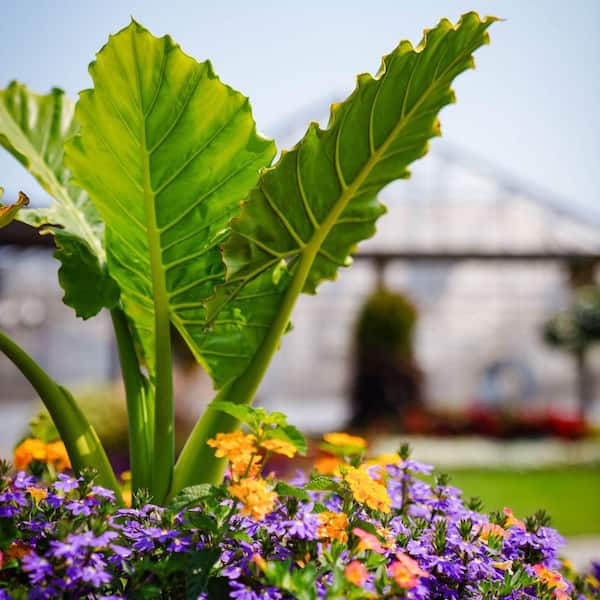 PROVEN WINNERS 4.5 in. qt. Emerald Isle Elephant Ear (Alocasia