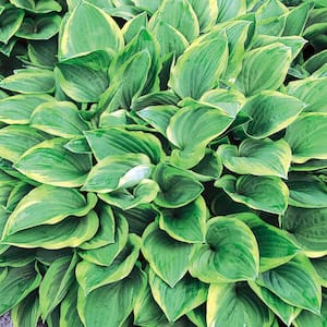 1.5 PT Hosta 'Golden Tiara' Perennial Plant