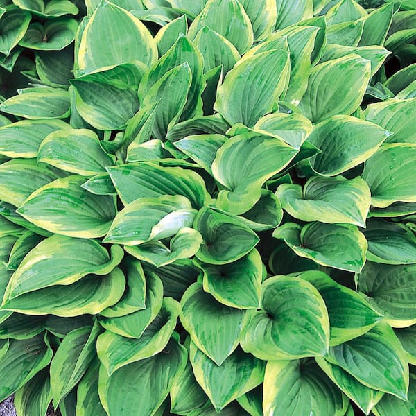 Vigoro 1.5 PT Hosta 'Golden Tiara' Perennial Plant