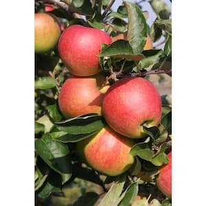 Dwarf Red Delicious Apple Tree - Yarden